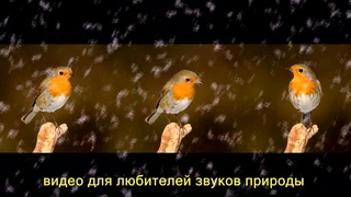 Robin - пение птиц