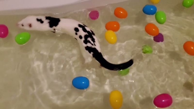 Mink takes a bath and dries off in a silly