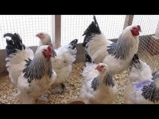 ЛУЧШИЕ ПОРОДЫ КУР! ЦЫПЛЯТА. ОБЗОР ХОЗЯЙСТВА ПОРОДНОЙ ПТИЦЫ! БРАМА, МАРАНЫ, МЕХЕЛЕНСКАЯ КУКУШКА