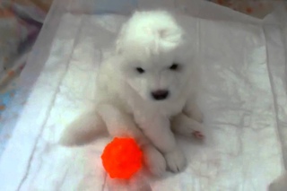 Alkhabor Almira E litter, 3 weeks old