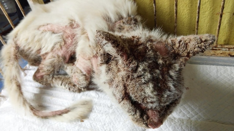 Stray Cat Was Found Suffering from Terrible Condition and He also Positive for