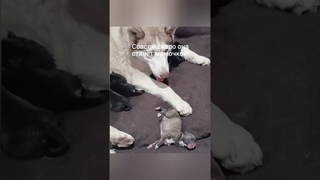 Умная собака выбрала себе хозяев. #хаски #щенки