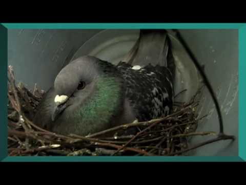 Love Bird Pigeons Lay Eggs on my