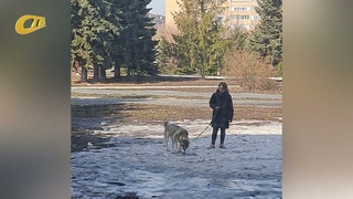 ЖИТЕЛЬНИЦА ЖЕЛЕЗНОГОРСКА ПОЖАЛОВАЛАСЬ НА НЕРАДИВУЮ ХОЗЯЙКУ СОБАКИ