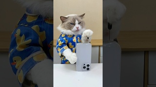 Is it gana work #thatlittlepuff #hacks #catsofyoutube
