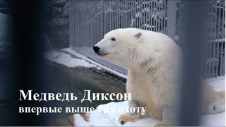 Раненый медведь Диксон из Московского зоопарка впервые вышел на охоту