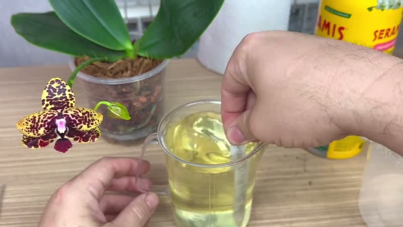 питательная вода для орхидей после омоложения орхидеи