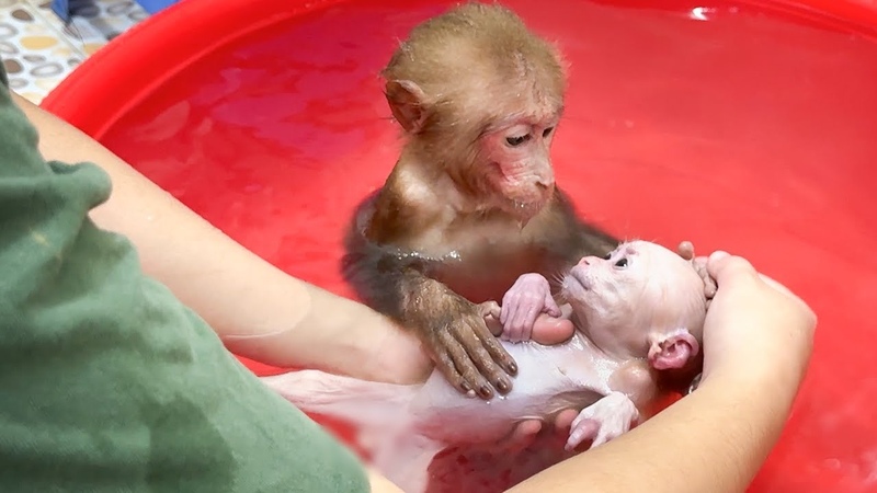 Bibi and the baby monkey are bathed by Mom and enjoy the harvested sweet