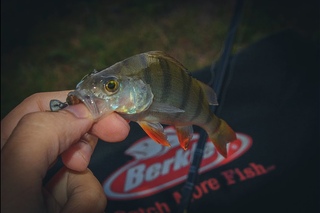 Ловля окуня спиннингом на воблер minnow.