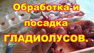 Посадка гладиолусов и защита от болезней и вредителей