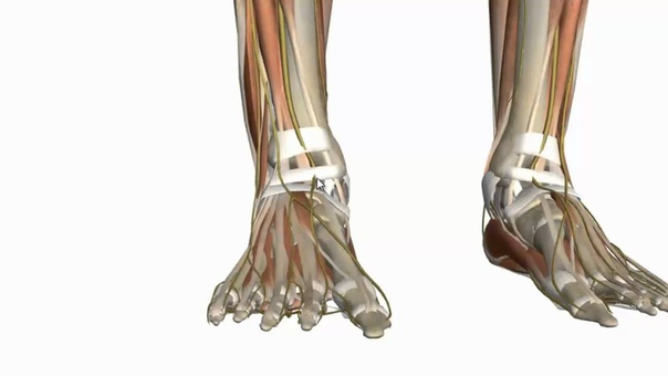Muscles of the Foot Part 1 3 D Anatomy