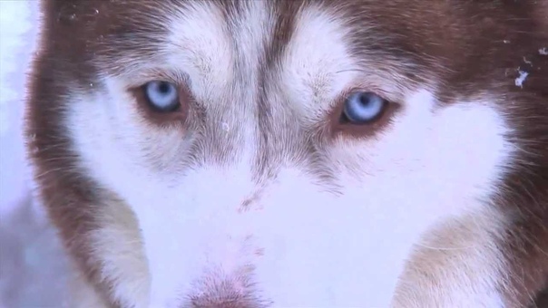 My Dog in