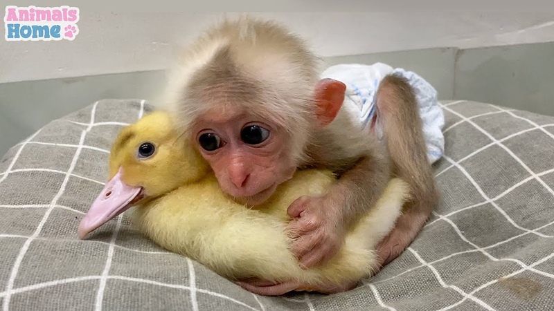 Bi Bi helps dad lull baby duck to