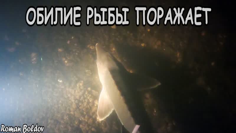 Подводная охота ОБИЛИЕ РЫБЫ ПОРАЖАЕТ Тонны Судака,