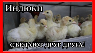 SOS!!! РАСКЛЕВ У ИНДЮКОВ. КАК СПАСТИ ПОСТРАДАВШИХ