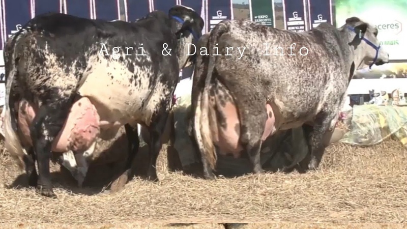 Top 5 Highest Milking Cows In The World, , Sahiwal Cow, Gir Cow, Girlando Cow, Jersy Cow, Hf