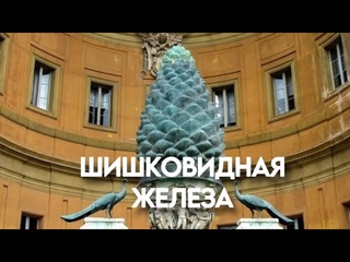Шишковидная железа. Развитие интуиции. Связь с миром, счастье.