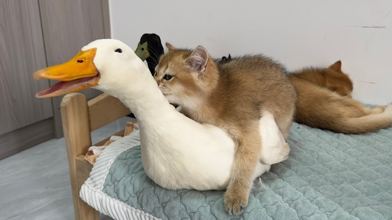 The duck bullied the big black cat, but in the end the kitten conquered the duck So funny and