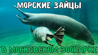 Морские зайцы (тюлени) в Московском Зоопарке | Bearded seals in Moscow Zoo