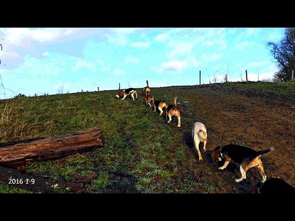 Skyviews Beagles Rabbit Hunting With Scott Kuthy Jan 9