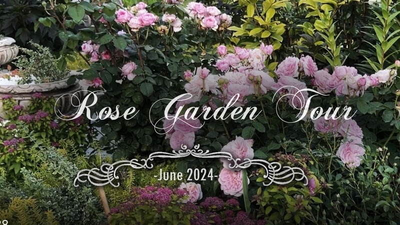 Summer Rose Garden Tour with names, June 2024, David Austin, Kordes, Tantau, Meilland, Tom