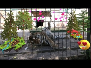 Няшный, разговорчивый тигрёнок. Барон и Цезарь.  Nice, talkative tiger. Baron and Caesar.