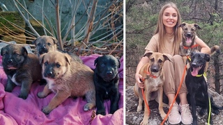 Abandoned Puppies Grow up and Cover their Foster Mom's Face with Kisses