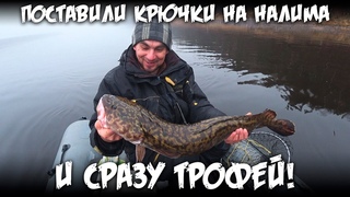 Поставили крючки на налима и сразу трофей