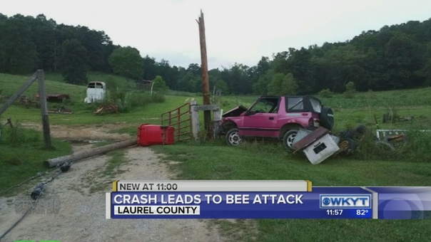 Crash leads to bee