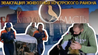 Курский блогер помогает эвакуировать животных из Курской области