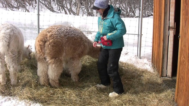 Alpaca Training Handling the Legs, Take