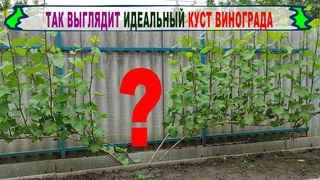 Даже не думай формировать ВИНОГРАД иначе. Идеальная ФОРМИРОВКА УРОЖАЙНОГО КУСТА  для укрывной зоны