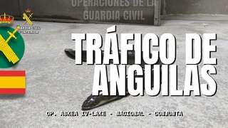 La Guardia Civil interviene 18 toneladas de anguila en la lucha contra el trfico de la especie.