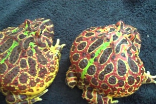 Dramatic Squirrel + Large Pacman Frogs (C. ornata)
