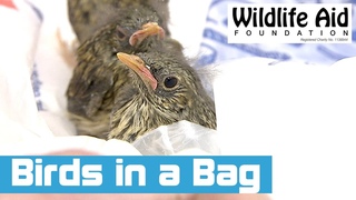 Baby Birds Rescued in a Plastic Bag!