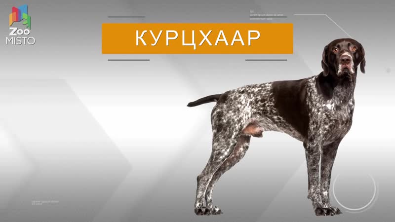 Курцхаар Все о породе собаки Собака породы