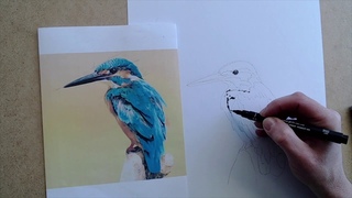 Teken een ijsvogel thuisopdracht