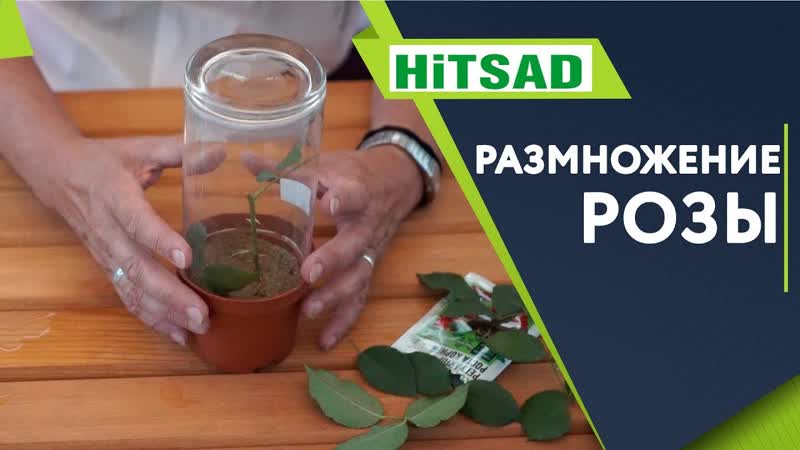 Размножение Розы Как Правильно укоренить Розу черенком