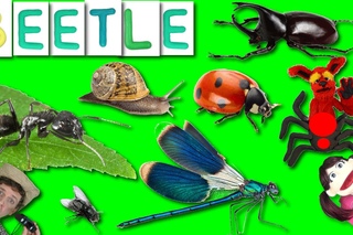 First Words #15  BEETLE | Learning 6 Bug Names | Learn English Kids Matt VS Beetle