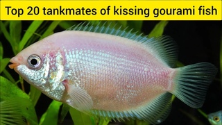 Top 20 tankmates of kissing gourami fish  #kissing gourami #tankmates #top20