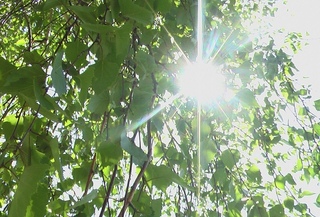 дорога в березовом лесу. березка света. солнце сквозь деревья. березка света. русские березы.