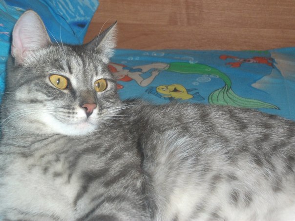 №4, Семён Семён №4, Семён Семён