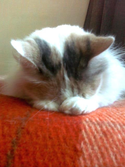 Алёна Кузьмина | Киев