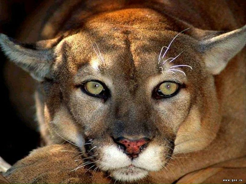 Олга Лазарева | 