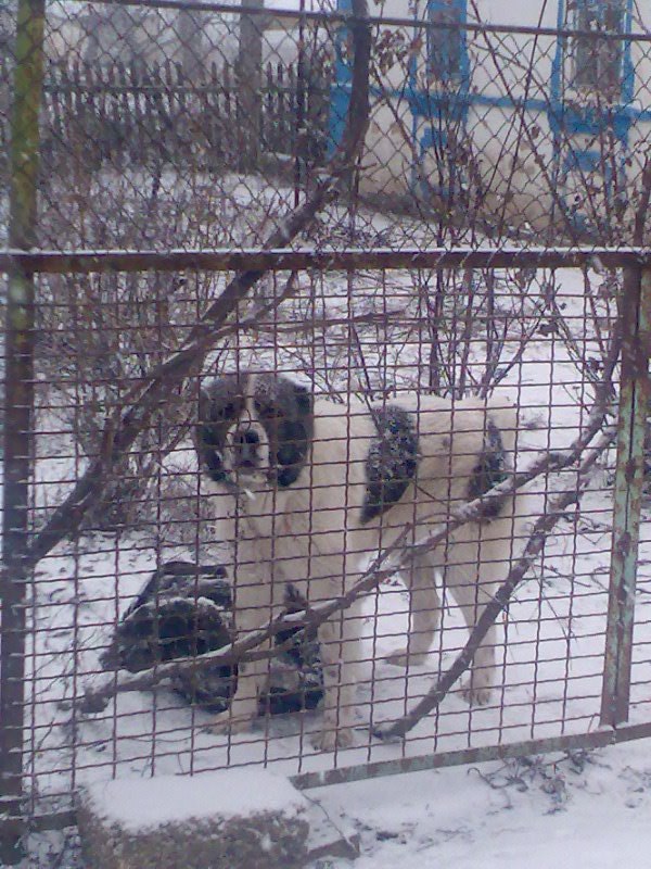 Максим Кравченко | Охримовка