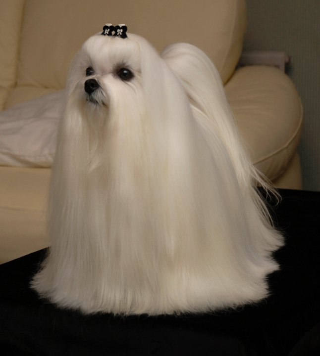 Юльчик Павловская | Днепр (Днепропетровск)