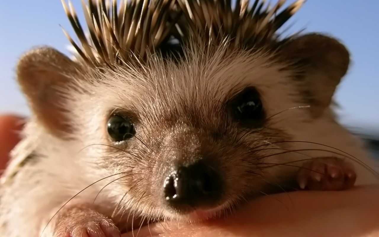 Alenush Ka | Санкт-Петербург