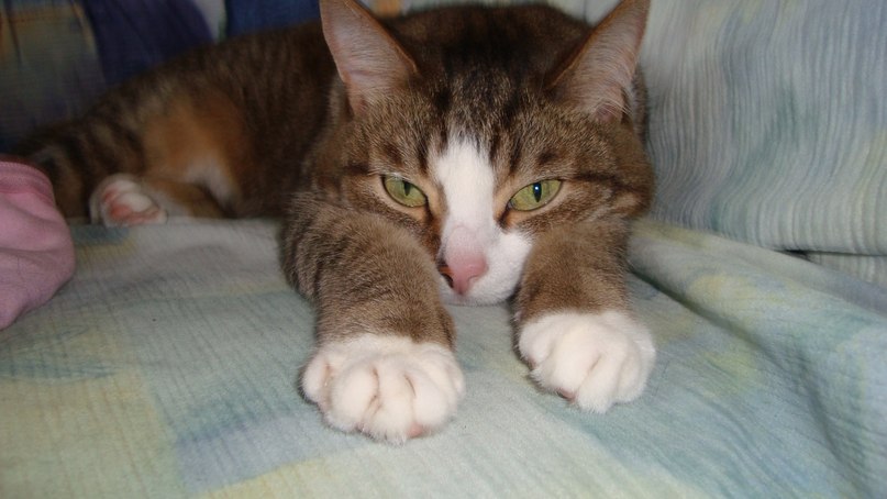 Светлана Завадская | Димитровград