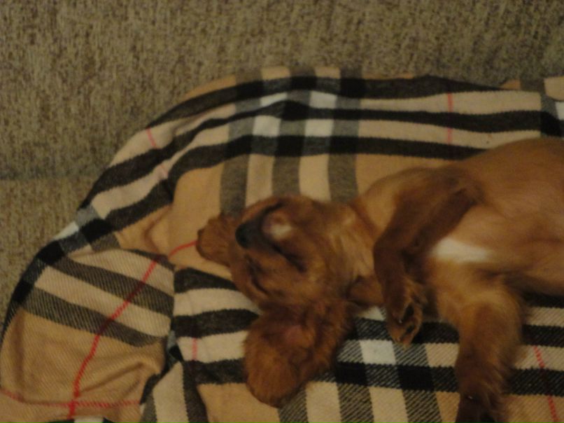 Иванко Лебедик | Санкт-Петербург