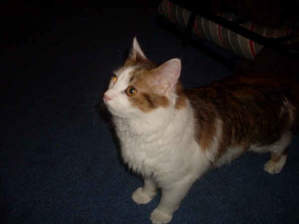 №107, Ярослав Слободской, 33 года, Киев №107, Ярослав Слободской, 33 года, Киев